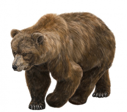 В Тагайском лесу впервые за 70 лет встретили бурого медведя / Новостной  портал Ульяновска / 73online.ru